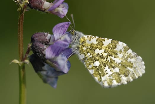 Orange tip