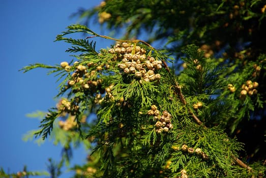 False Cypress 05