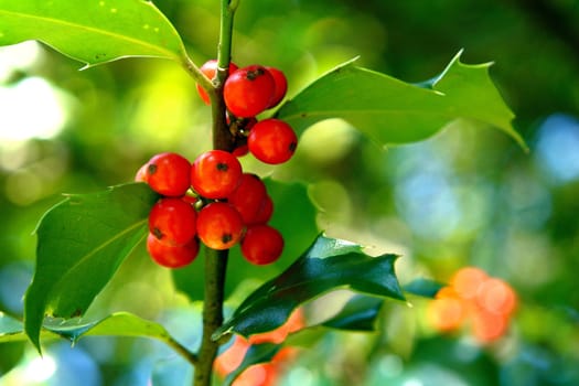 Rowan berries