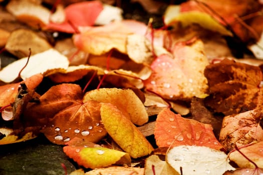 Leaves