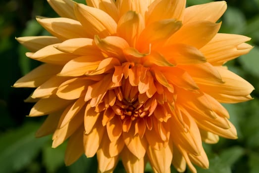 Yellow Dahlia 3 - Macro