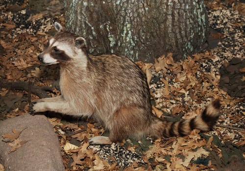raccoon