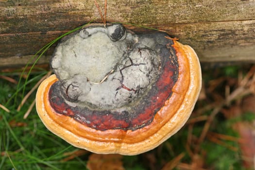 Layered porling
