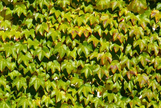 Ivy