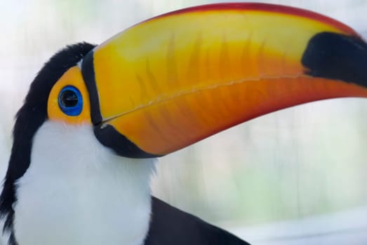 Tucan