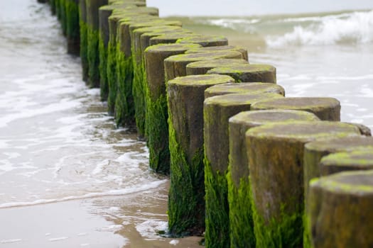 Groyne logs