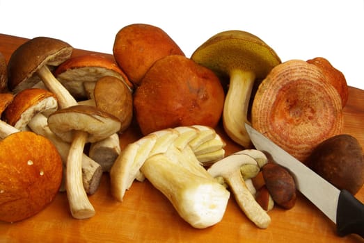 Mushroom 04