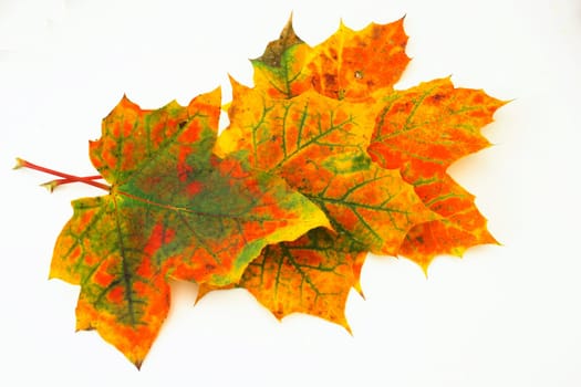 (Fall foliage) or (fall leaves) or (autumn leaves)