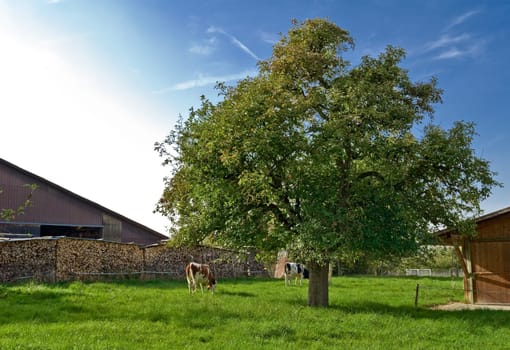 Pasture paddock