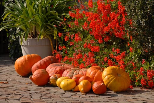 Colorful Autumn Harbingers