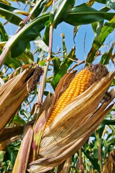 Corn