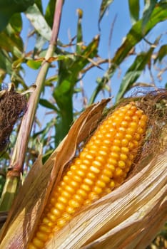 Feed maize