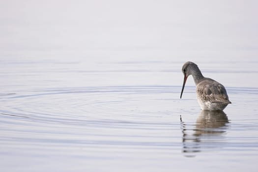 Spotted redshank