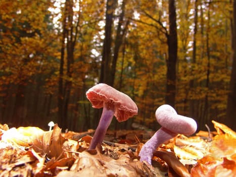 Autumn forest