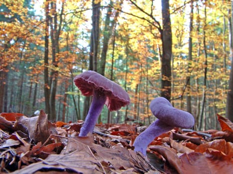 Autumn forest