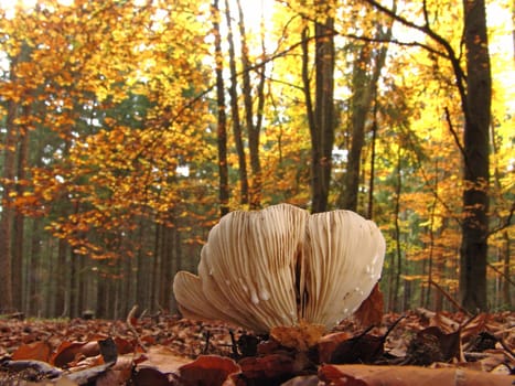 Autumn forest