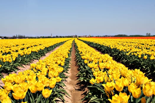 Sea of tulips