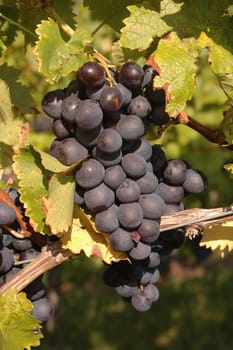 The late-ripening Trollinger is only grown in Württemberg in Germany. It needs deep,nutrient-rich soils,the very best slopes and plenty of rainfall in the period between flowering and ripening. Over the last few centuries,he has developed a