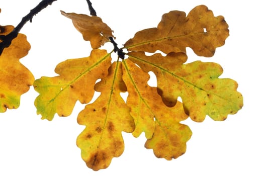 Oak leaves