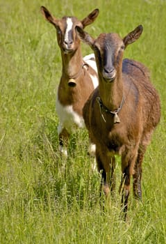 Goats