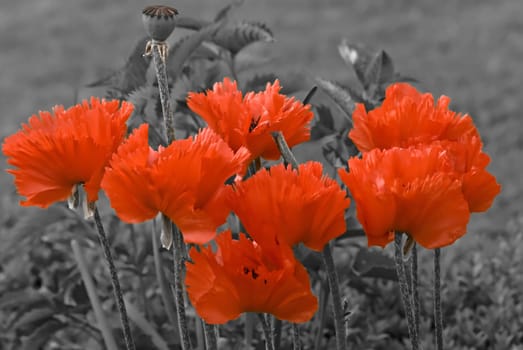 Poppy