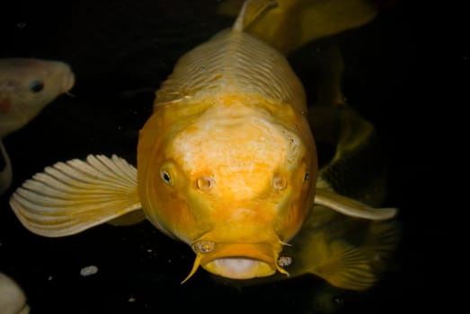 Yellow Koi
