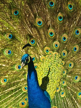 Peacock