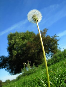 Dandelion