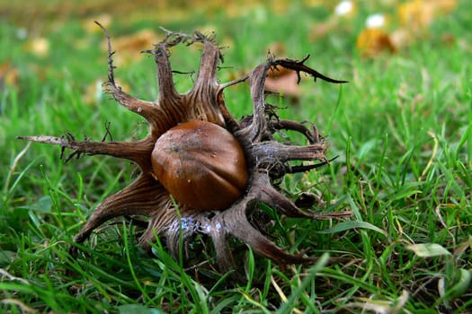 Hazelnut