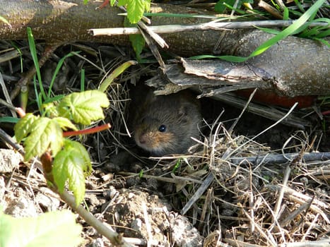 Common vole