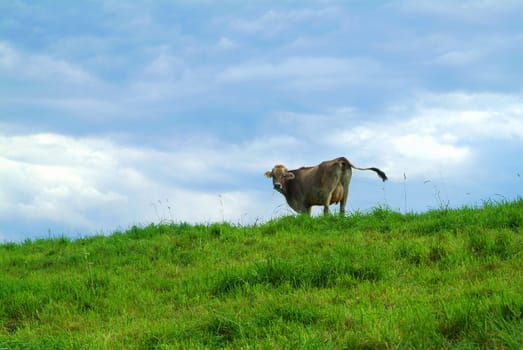 You cow