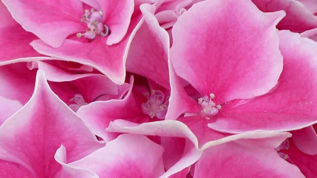 Hortensia