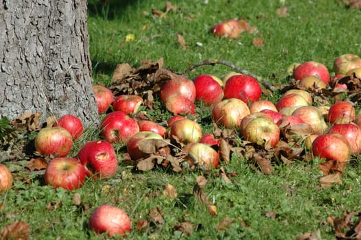 Apple Meadow 2