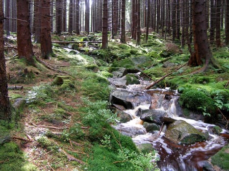 A small forest stream with backlight.