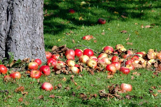 Apple orchard