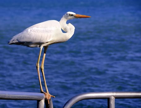 Heron