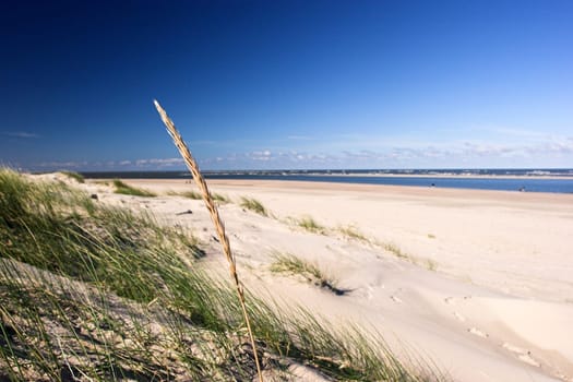 Beach grass