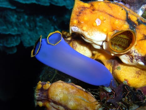 These colored sea squirts are filtering tunicates.