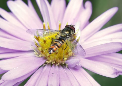 Hoverfly