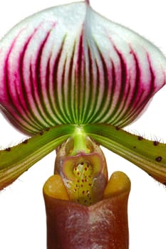 Lady's Slipper Hybrid,Paphiopedilum Hybride