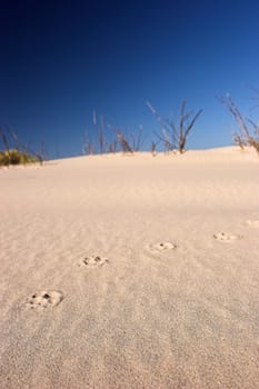 Footprints in the sand