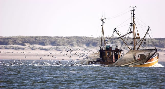 Seagull escort fleet