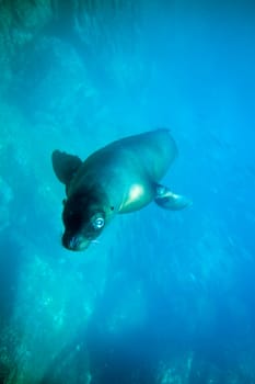 curious Galápagos sea lion. Taken off the island of Genovesa (Tower)/Galápagos.