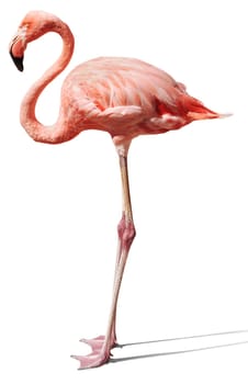 flamingo
