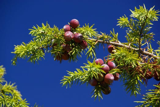 Juniper 02