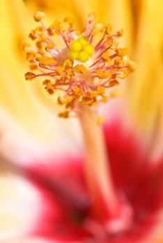 Hibiscus