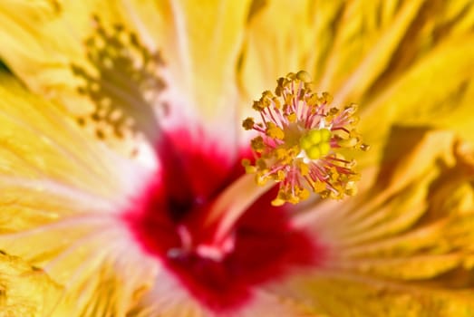Hibiscus