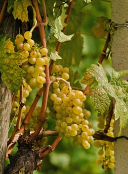 Bunches of grapes