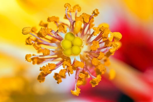 Hibiscus