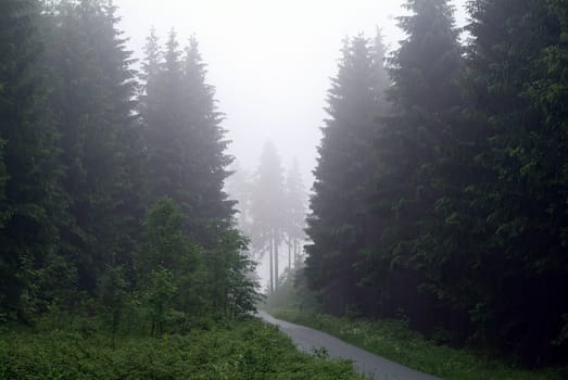 Cloud forest